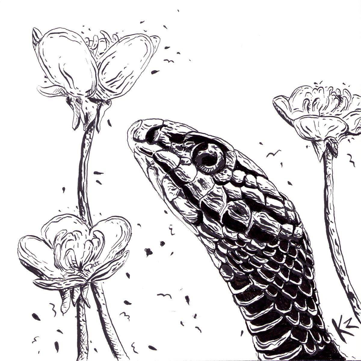 Buttercup – 5x5 - Image 1