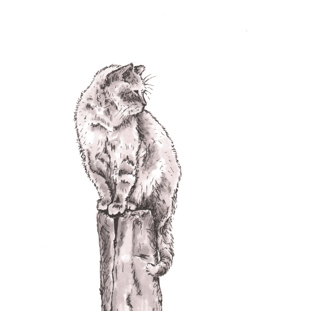 Beware of Cat – 11x14 - Image 2