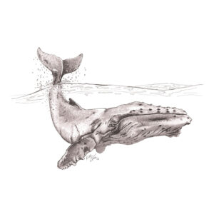 Whale – 9x12