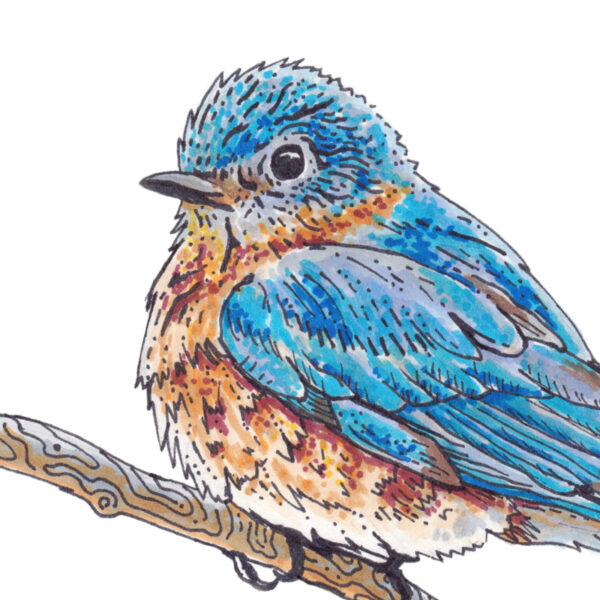 Bluebird – 6x8