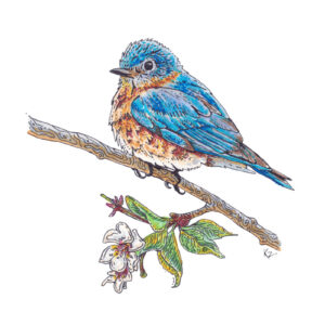 Bluebird – 6x8