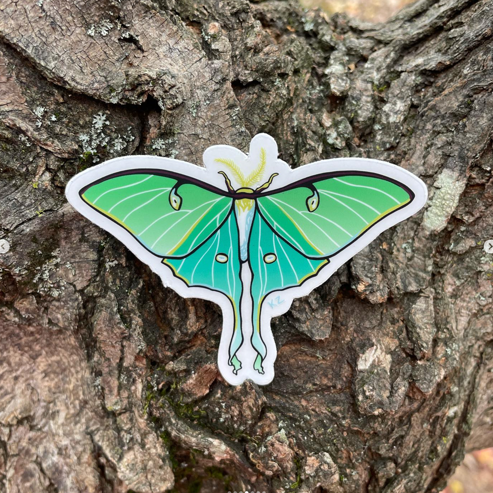 Luna Moth