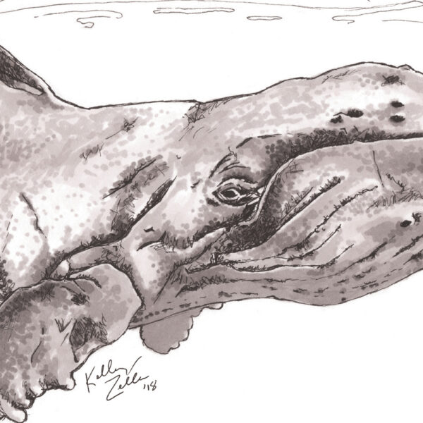 Whale – 9x12