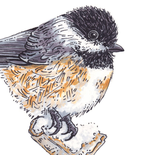 Chickadee – 6x8