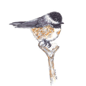 Chickadee – 6x8