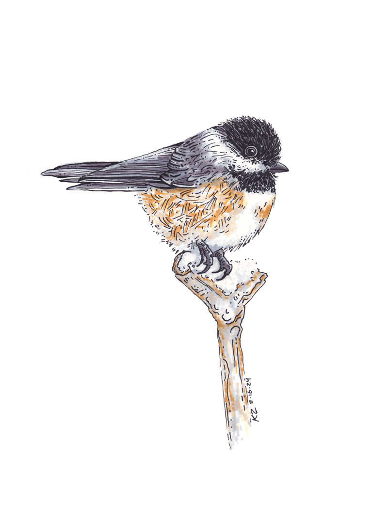Chickadee – 6x8 - Image 1